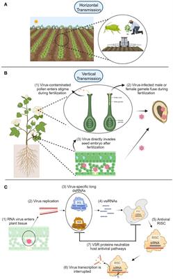 Plant virus transmission during seed development and implications to plant defense system